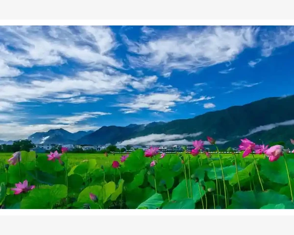 中医智慧：如何排出脾胃中的浊气，维护健康脾胃
